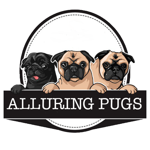 Alluring Pugs