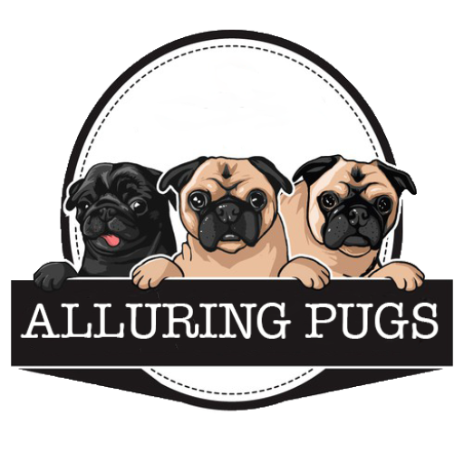 Alluring Pugs